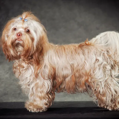 Болонка Фото собака с париком