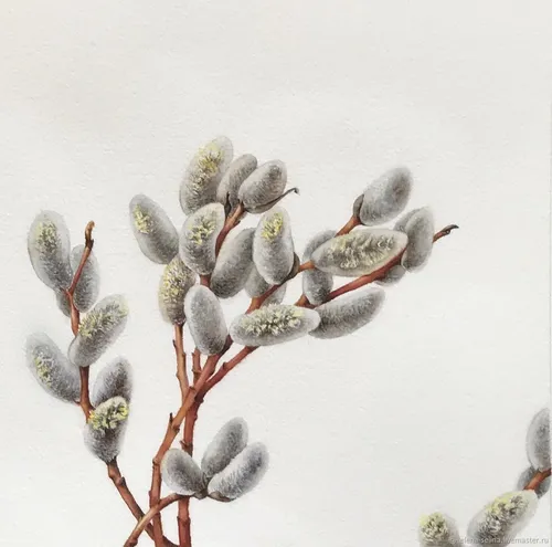 Верба Фото растение с белыми цветами
