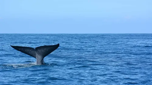 Депозит Фото кит в океане