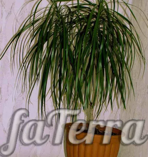 Драцена Фото растение с табличкой