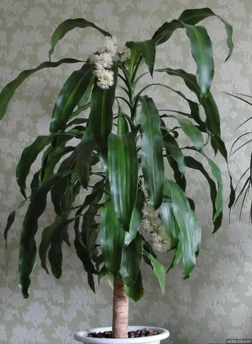 Драцена Фото растение с белыми цветами