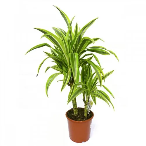 Драцена Фото горшечное растение с зеленым растением