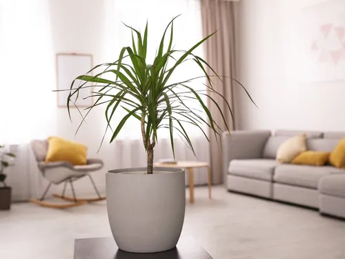Драцена Фото растение в горшке в гостиной