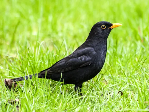 Дрозд Фото черная птица, стоящая в траве