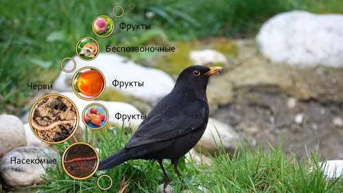 Дрозд Фото черная птица, стоящая на траве