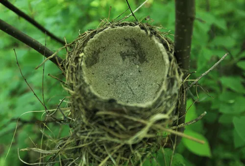 Дрозд Фото гнездо с птицей