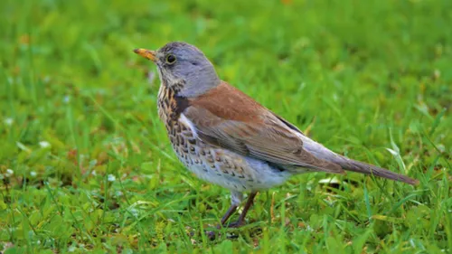 Дрозд Фото птица, стоящая в траве