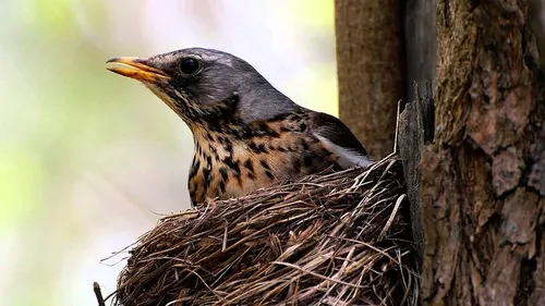 Дрозд Фото птица, сидящая в гнезде