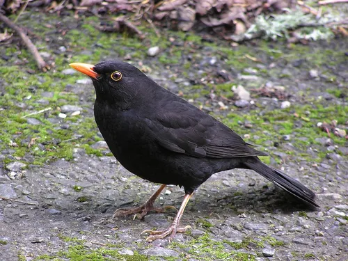 Дрозд Фото черная птица с длинным клювом