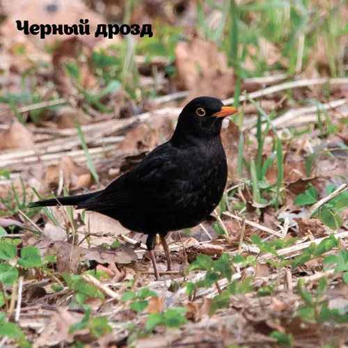 Дрозд Фото черная птица, стоящая на земле