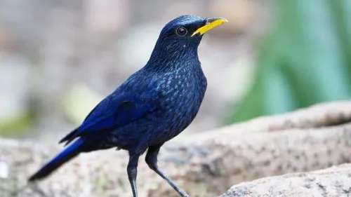 Дрозд Фото синяя птица с желтым клювом