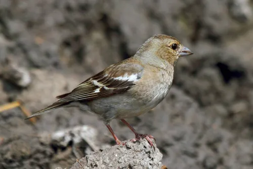 Зяблик Фото маленькая птичка, стоящая на скале