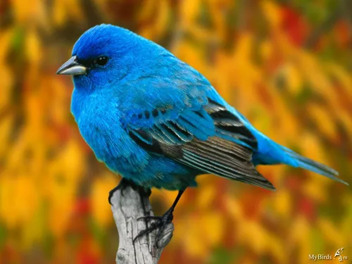 Зяблик Фото синяя птица на ветке