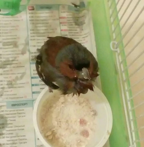 Зяблик Фото птица ест из миски