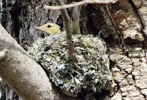 Зяблик Фото птица на дереве