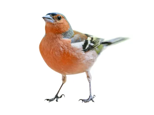 Зяблик Фото птица с птичьей головой
