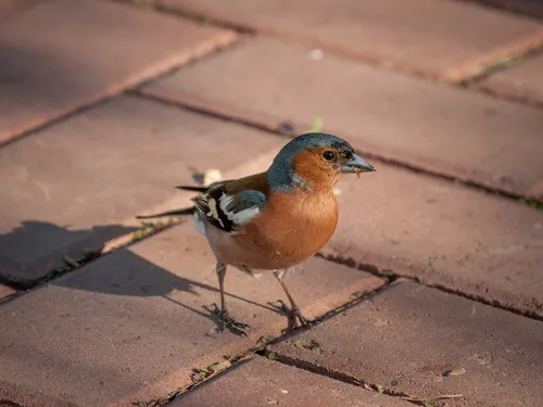 Зяблик Фото птица, стоящая на тротуаре