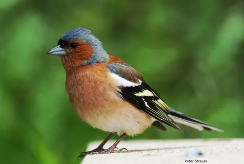 Зяблик Фото птица с голубой головой
