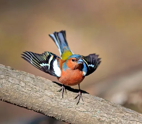 Зяблик Фото красочная птица на ветке
