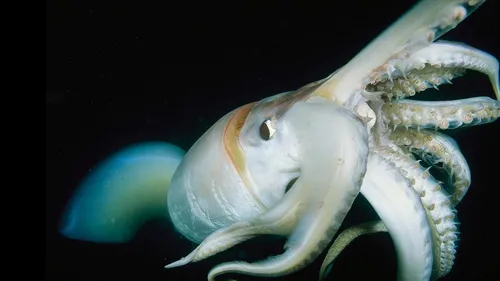 Кальмар Фото морское существо крупным планом