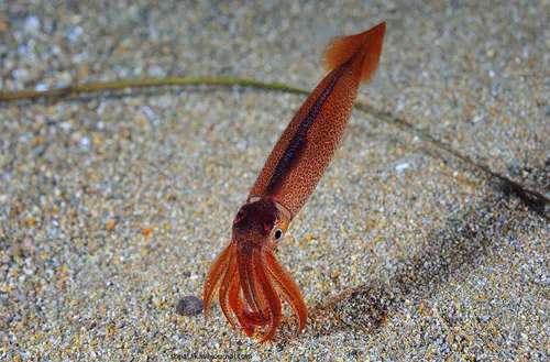 Кальмар Фото существо красного моря
