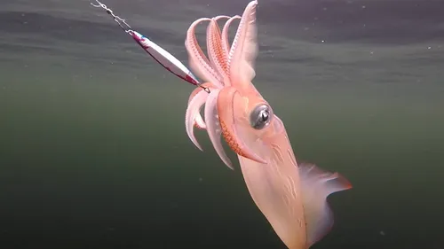 Кальмар Фото розовая рыба с розовым хвостом