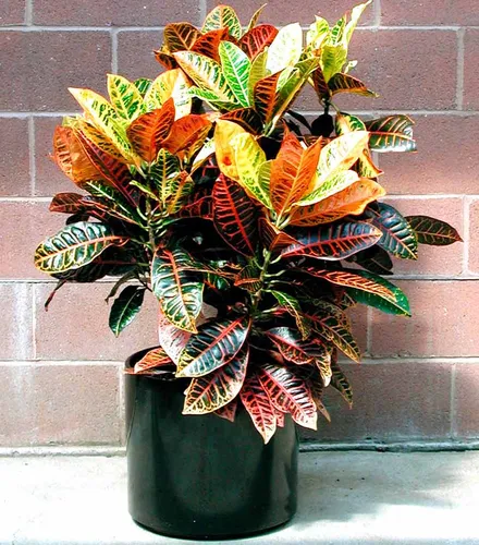 Комнатные Цветы И Названия Фото растение в горшке с разноцветными листьями