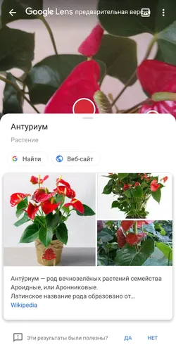 Комнатные Цветы И Названия Фото графический интерфейс пользователя, приложение