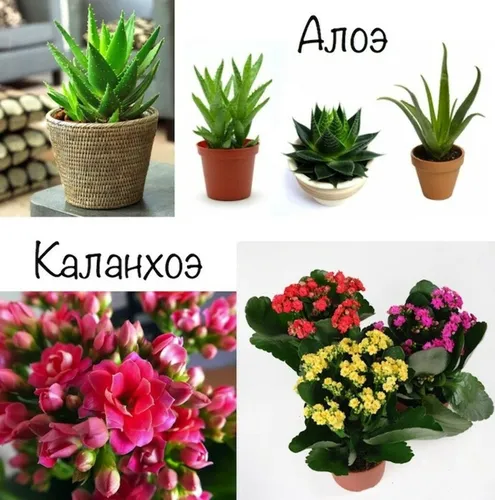 Комнатные Цветы И Названия Фото коллаж из растений
