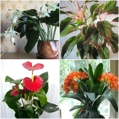 Комнатные Цветы И Названия Фото группа растений с цветами