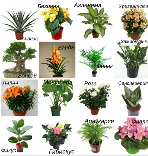 Комнатные Цветы И Названия Фото фото на андроид