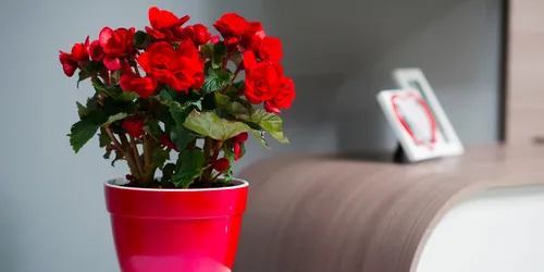 Комнатные Цветы И Названия Фото ваза с красными цветами