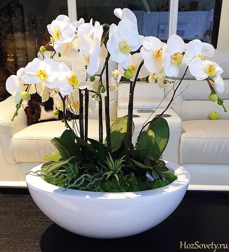 Комнатные Цветы И Названия Фото белое горшечное растение с белыми цветами