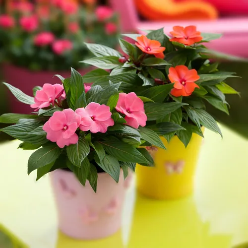 Комнатные Цветы И Названия Фото ваза с розовыми цветами