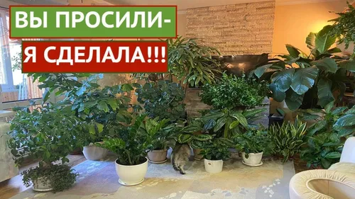 Комнатные Цветы И Названия Фото кошка сидит в комнате с горшечными растениями