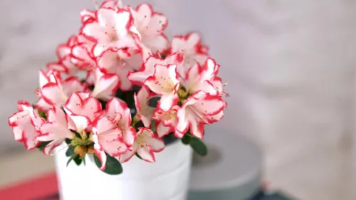 Комнатные Цветы И Названия Фото ваза розовых цветов