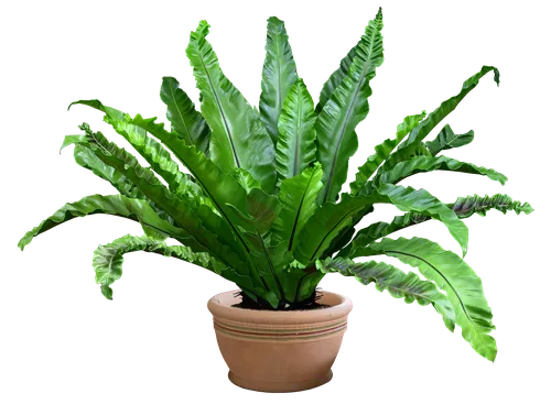 Комнатные Цветы И Названия Фото растение в горшке с зелеными листьями
