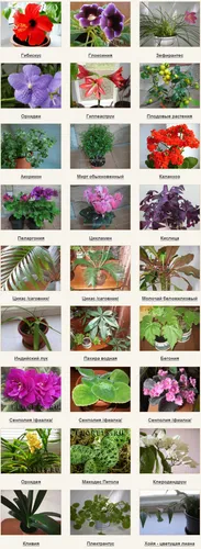 Комнатные Цветы И Названия Фото разные виды растений на разных стадиях роста