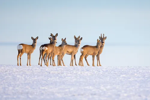 Косуля Фото группа животных на снегу