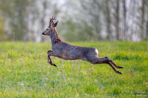 Косуля Фото олень бежит по травянистому полю