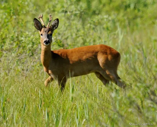 Косуля Фото олень бежит по траве