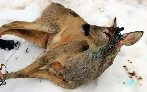 Косуля Фото олень, лежащий в снегу