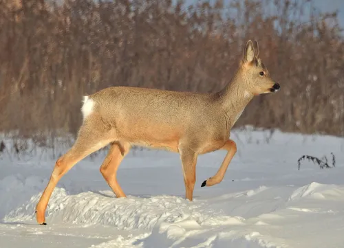 Косуля Фото олень гуляет по снегу