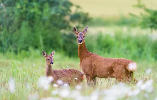 Косуля Фото группа оленей в травянистом поле