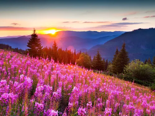 Красивые Природы Фото поле цветов с деревьями и горами на заднем плане