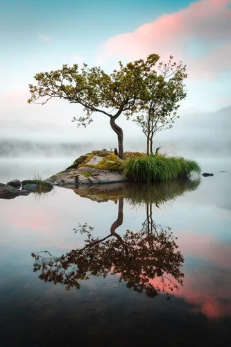 Красивые Природы Фото дерево на небольшом острове в водоеме
