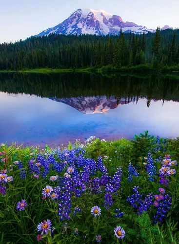 Красивые Природы Фото озеро с цветами и гора на заднем плане