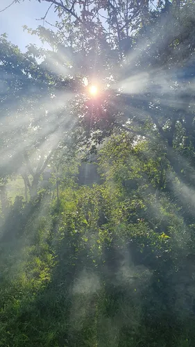 Красивые Природы Фото вид на лес с солнцем, сияющим сквозь деревья