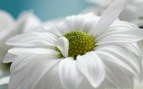 Красивые Природы Фото белый цветок с зелеными бутонами