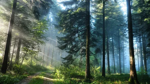 Красивые Природы Фото лес с деревьями